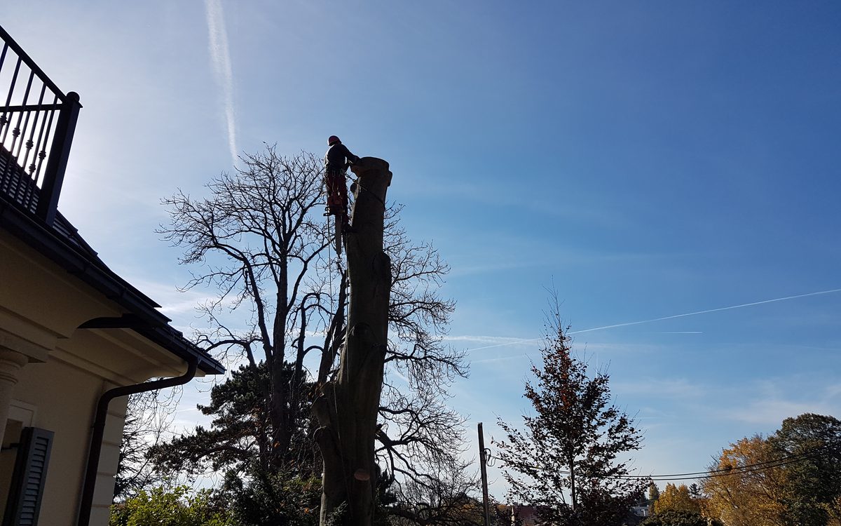 Baumfällung in Leipzig