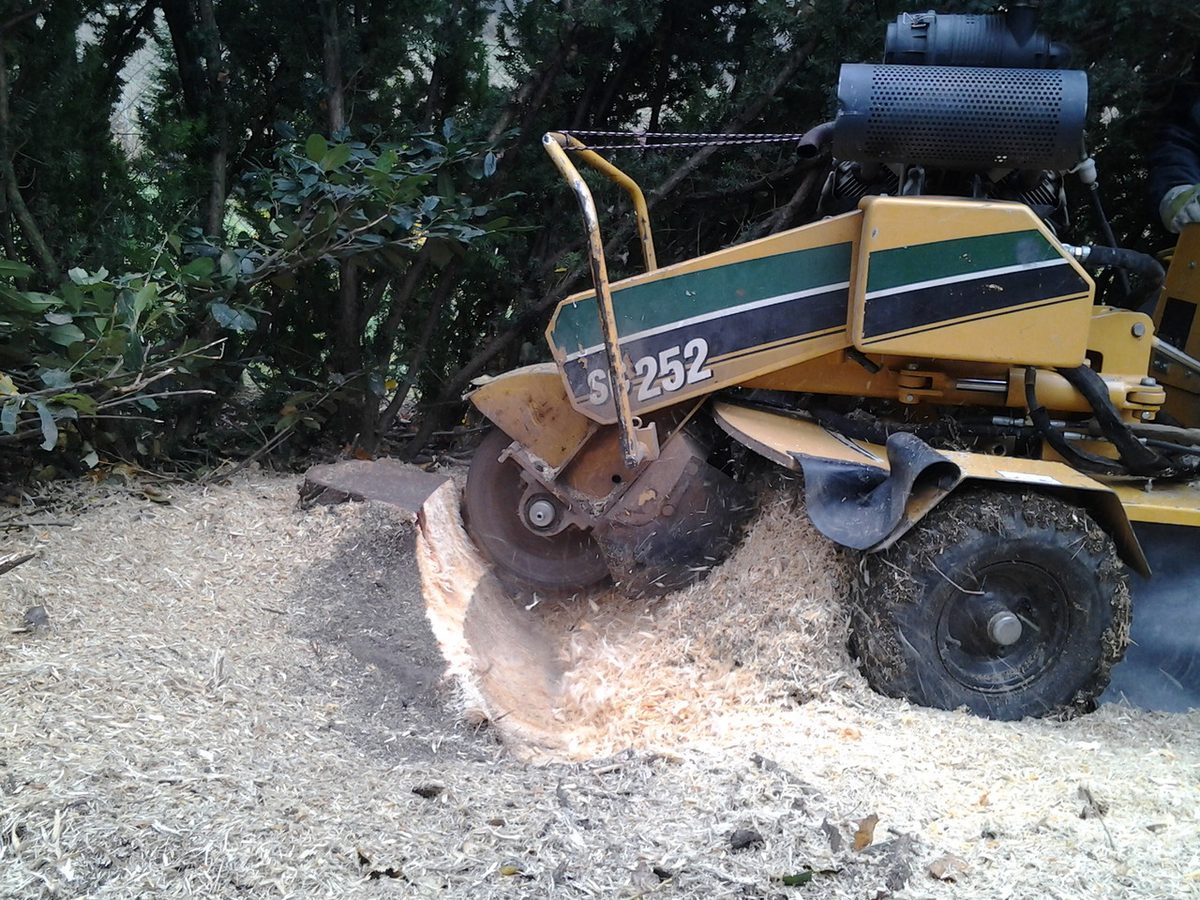Stubbenfräse frästen einen Baumstumpf bodentief weg